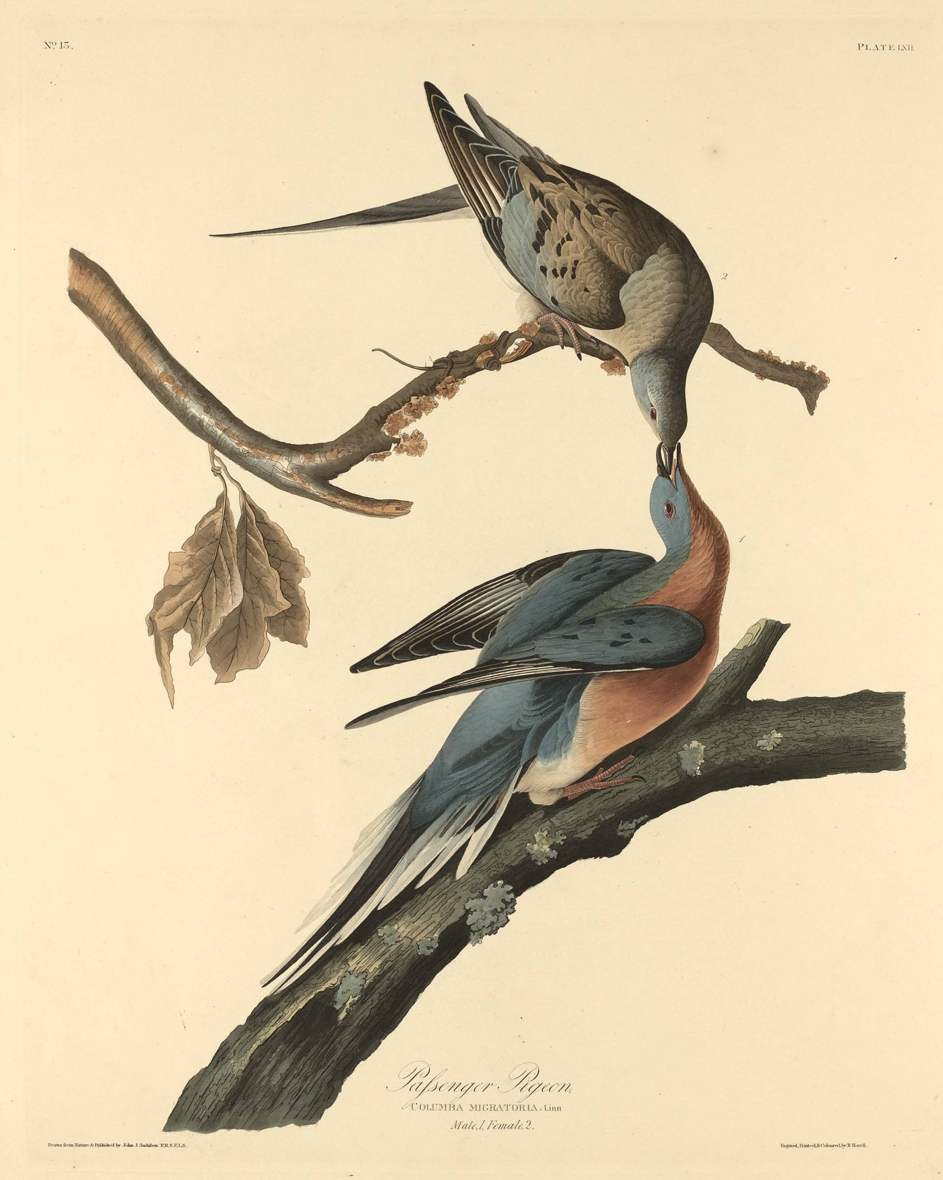 Passenger Pigeon, hand-coloured engraving by Robert Havell after John James Audubon, 1829, two pigeons beak to beak (National Gallery of Art)